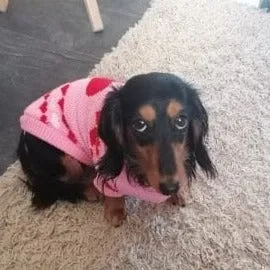 Dachshund Christmas Sweater